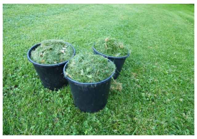 Excess Grass Clippings will Damage Your Lawn.