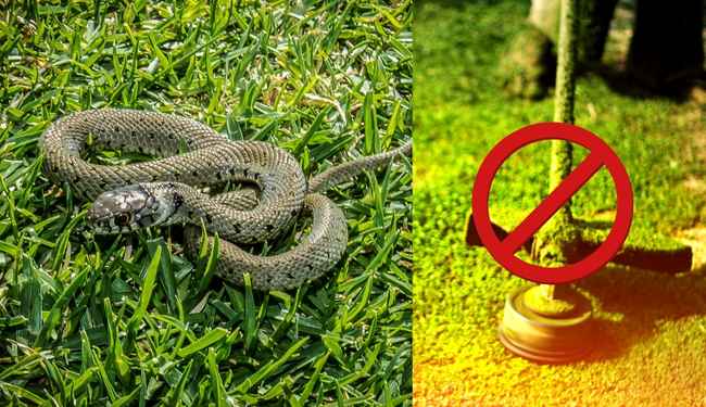 Will a Weed Eater Kill a Snake